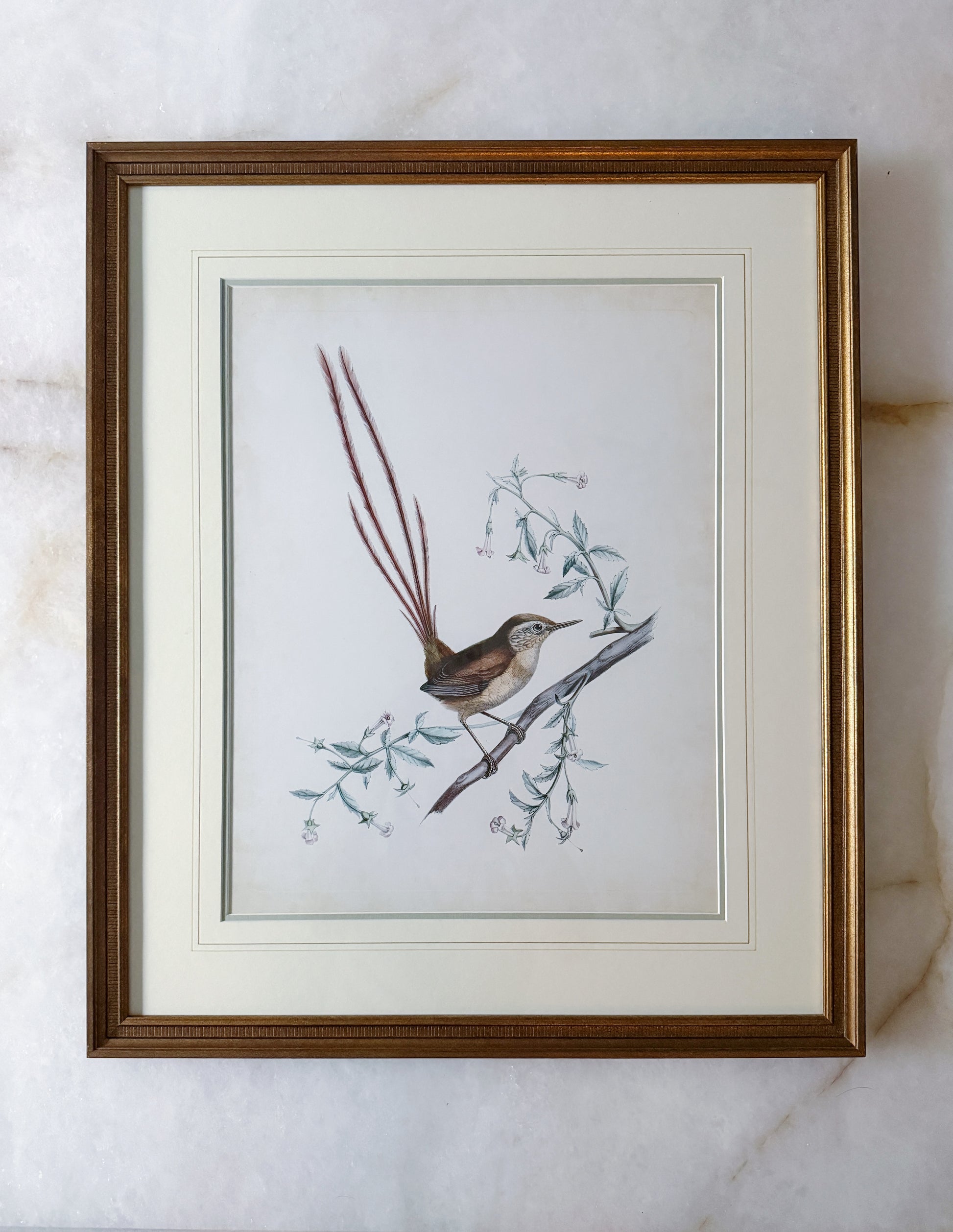 Delicate Bird Framed Giclée Print