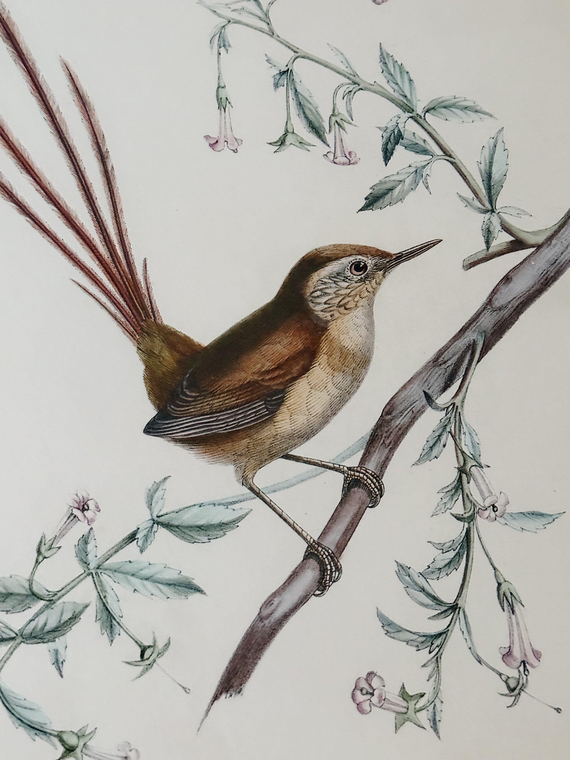 Delicate Bird Framed Giclée Print