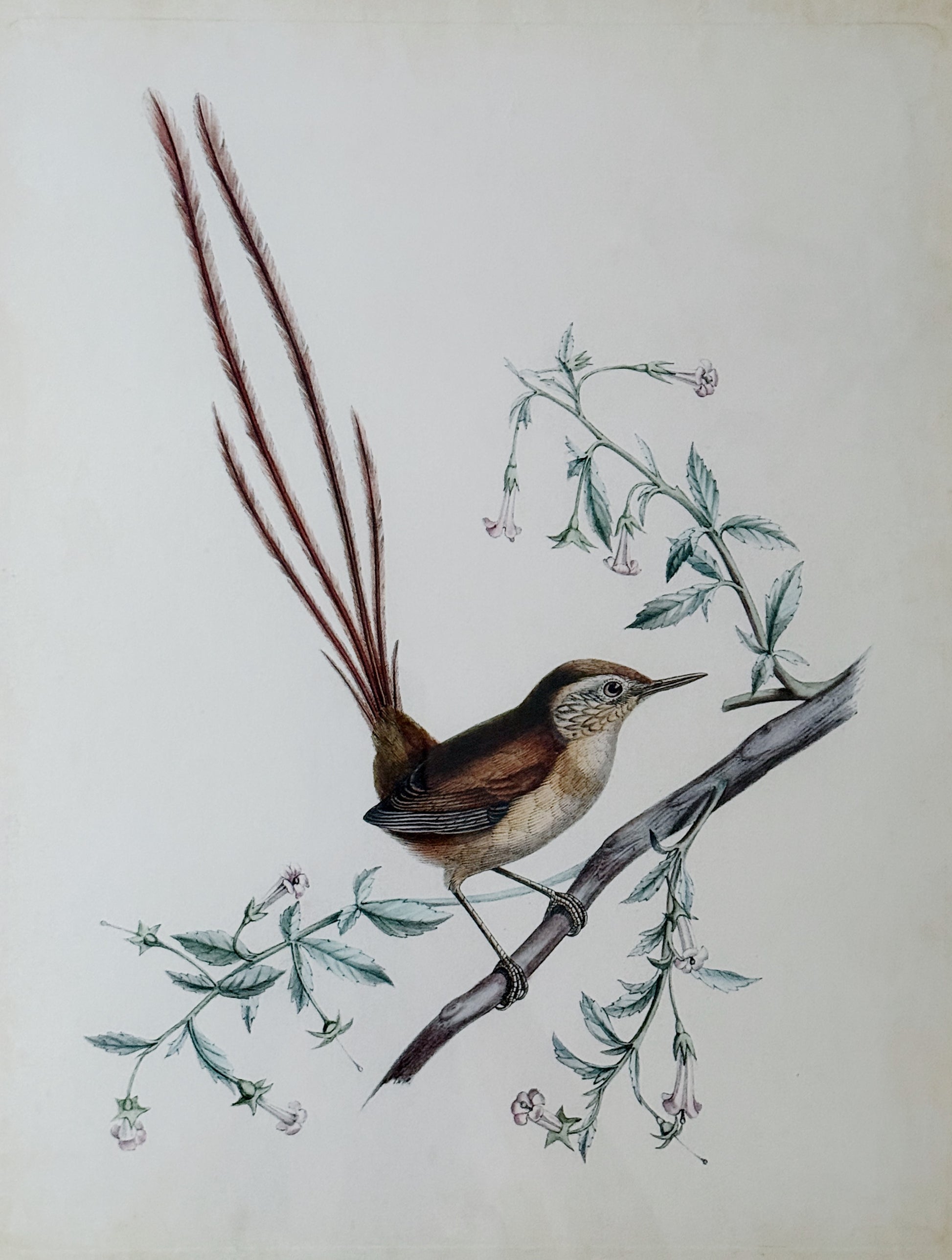 Delicate Bird Framed Giclée Print