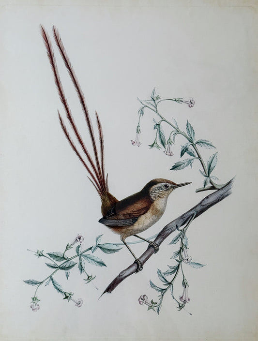 Delicate Bird Framed Giclée Print