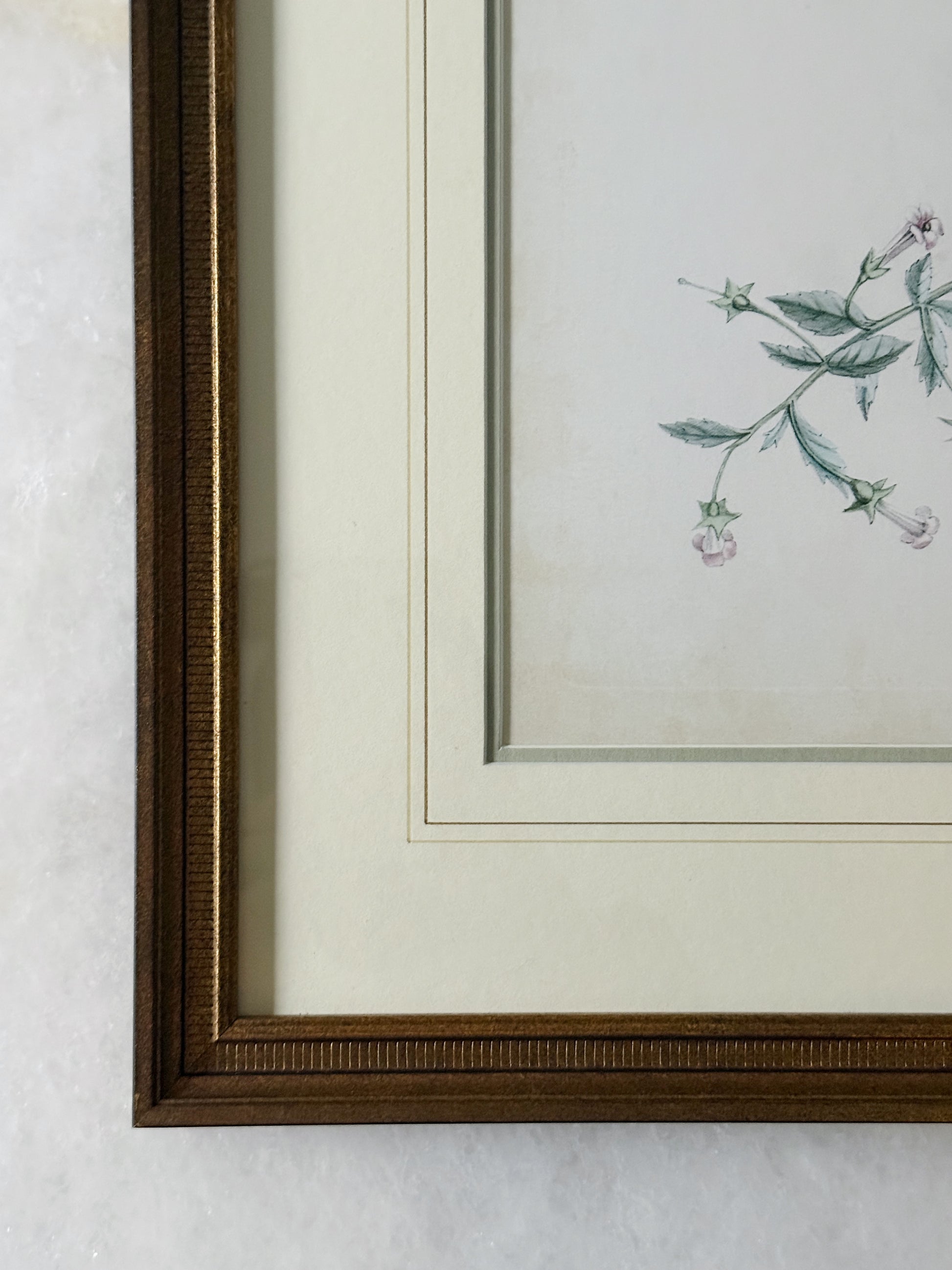 Delicate Bird Framed Giclée Print